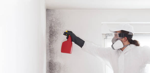 Best Attic Mold Remediation in Shell Rock, IA